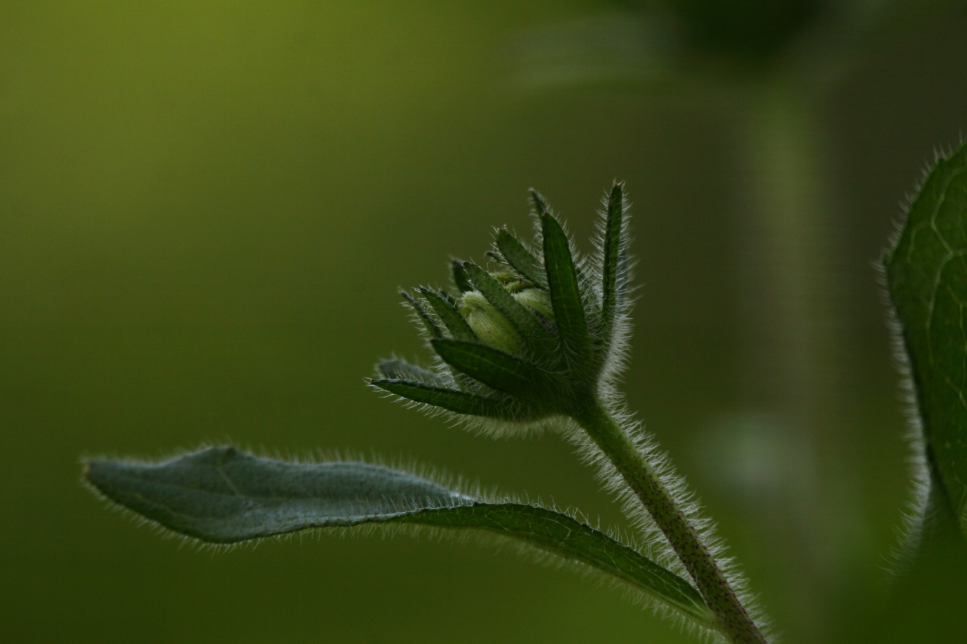 2014 06 28 HTP 66432